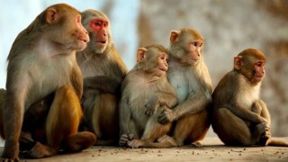 बाँदरपीडित कृषकलाई बाँदर धपाउने बन्दुक