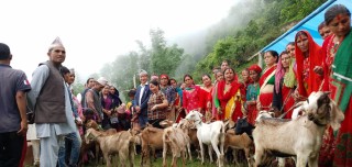 एकल महिला तथा आमा समुहलाई बाख्रा