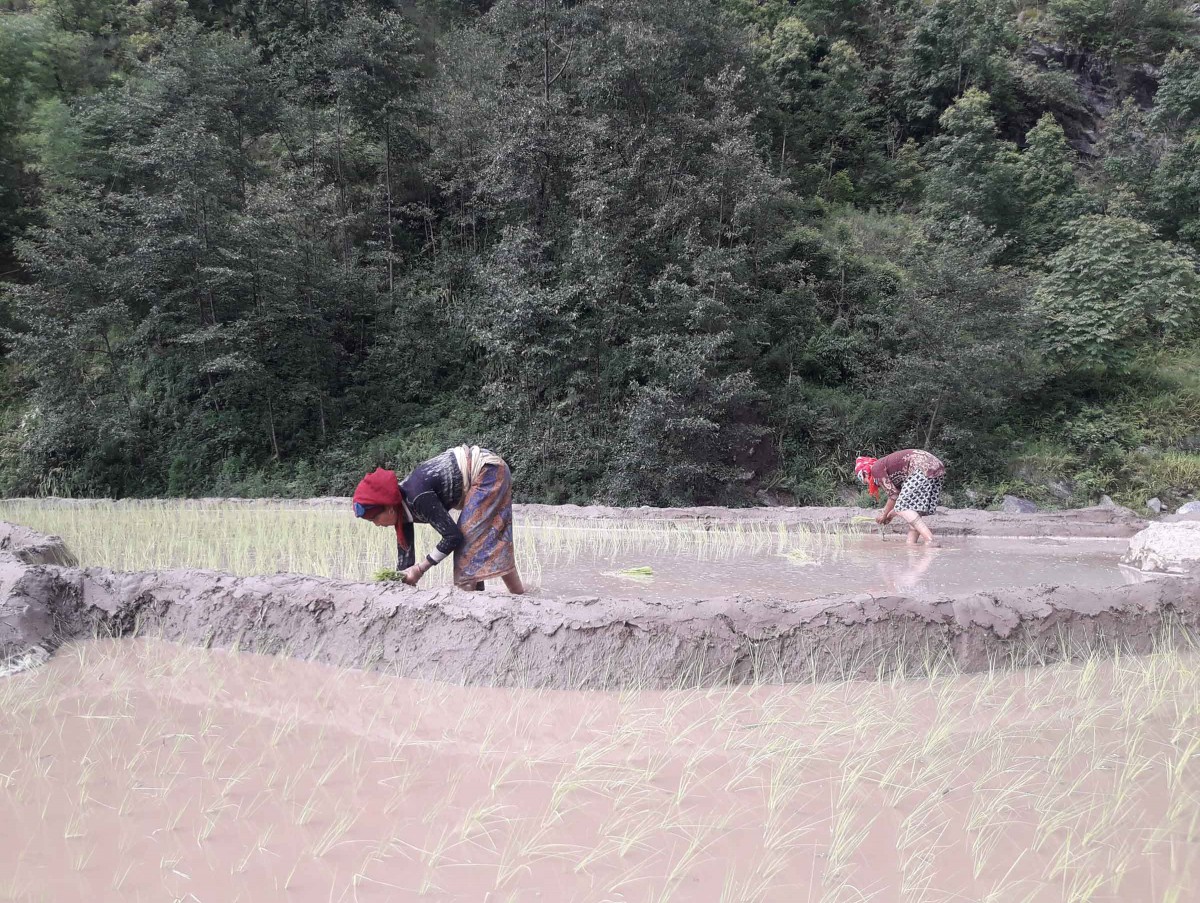खोटाङमा ७६ प्रतिशत रोपाई सकियो