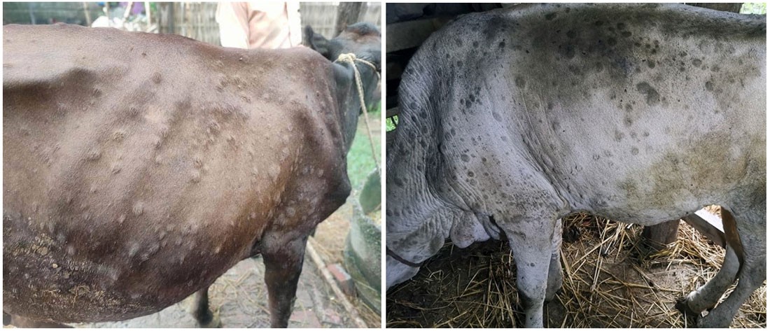 नेपालमा पहिलो पल्ट गाईभैसीमा लाग्ने ‘लम्पी स्किन रोग’ देखा पर्‍याे
