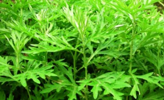 तितेपातीको तेलको मूल्य प्रति लिटर १० हजार