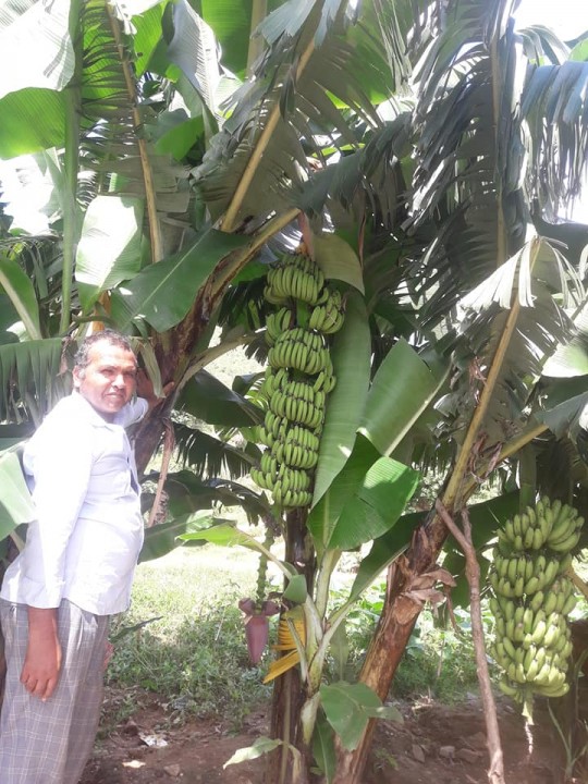 केरा खेतीबाटै मालामाल बने फौदसिं