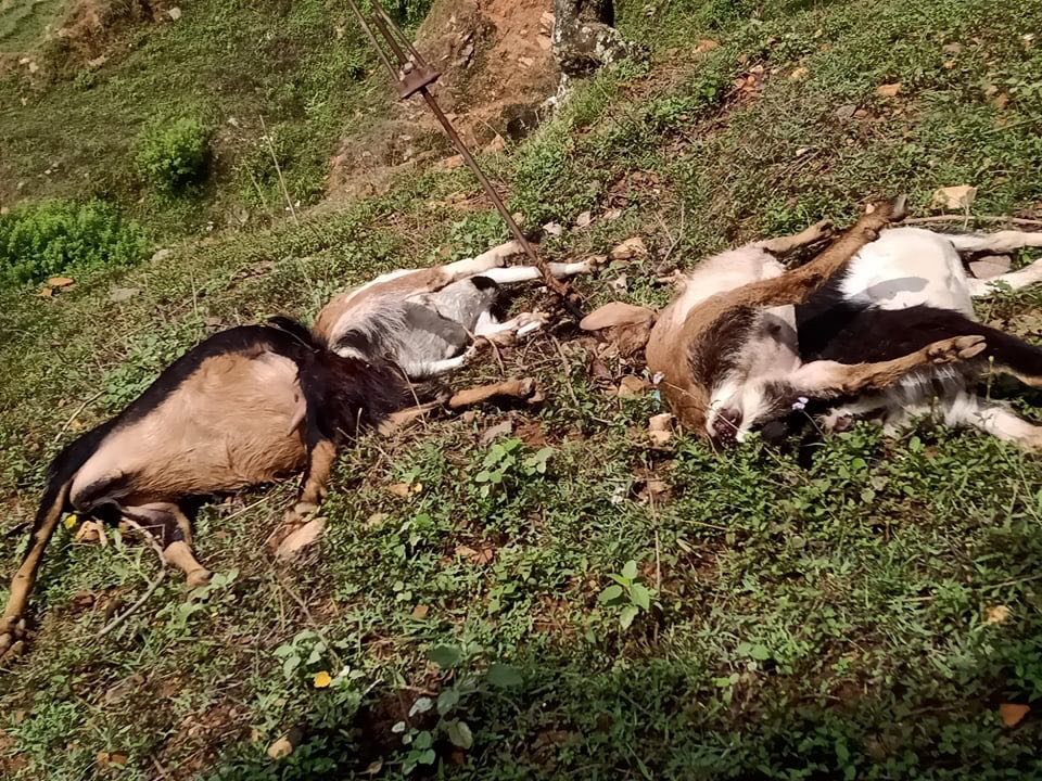 खोटाङको जन्तेढुंगामा फैलियो बाख्रामा अज्ञात रोग