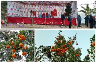 जन्तेढुंगामा शनिबार र आइतबार प्रथम सुन्तला महोत्सव