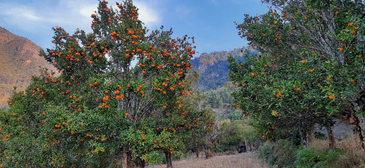 खोटाङमा सुन्तला उत्पादन घट्यो