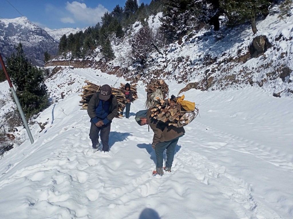 खर्च जोहो गर्न हिउँमा दाउरा बटुल्दै सिमिकोटका बालबालिका