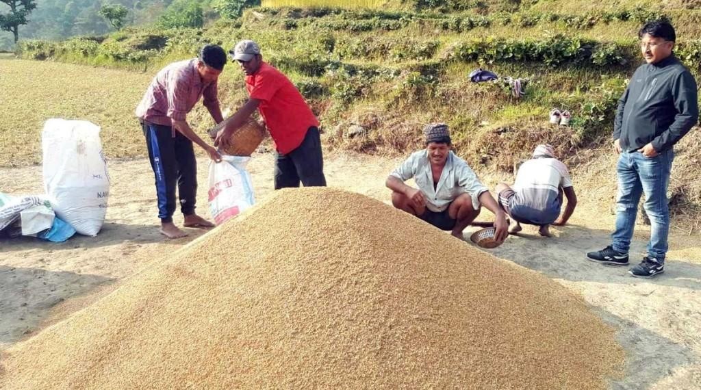 ईलाममा  धान भण्डारण गृह निर्माण हुँदै