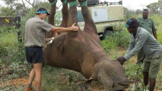 गैँडालाई एकठाउँबाट अर्को ठाउँमा लैजाँदा किन उल्टो झुन्ड्याइन्छ ?
