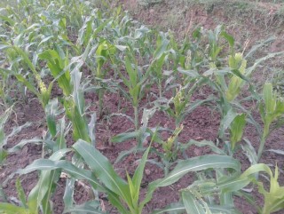 चिसापानीमा मकैको बिरुवामा फौजी किराको प्रकोप
