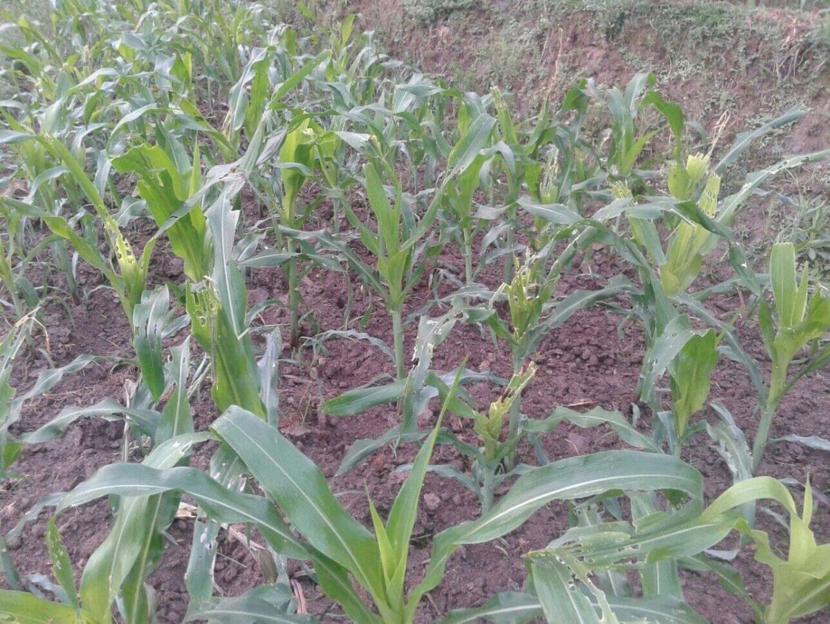 चिसापानीमा मकैको बिरुवामा फौजी किराको प्रकोप