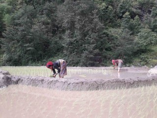 खोटाङमा ९५ प्रतिशत रोपाई सकियो