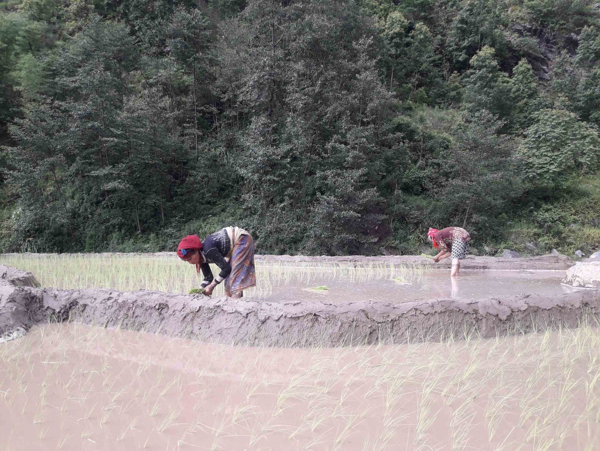 खोटाङमा ९५ प्रतिशत रोपाई सकियो