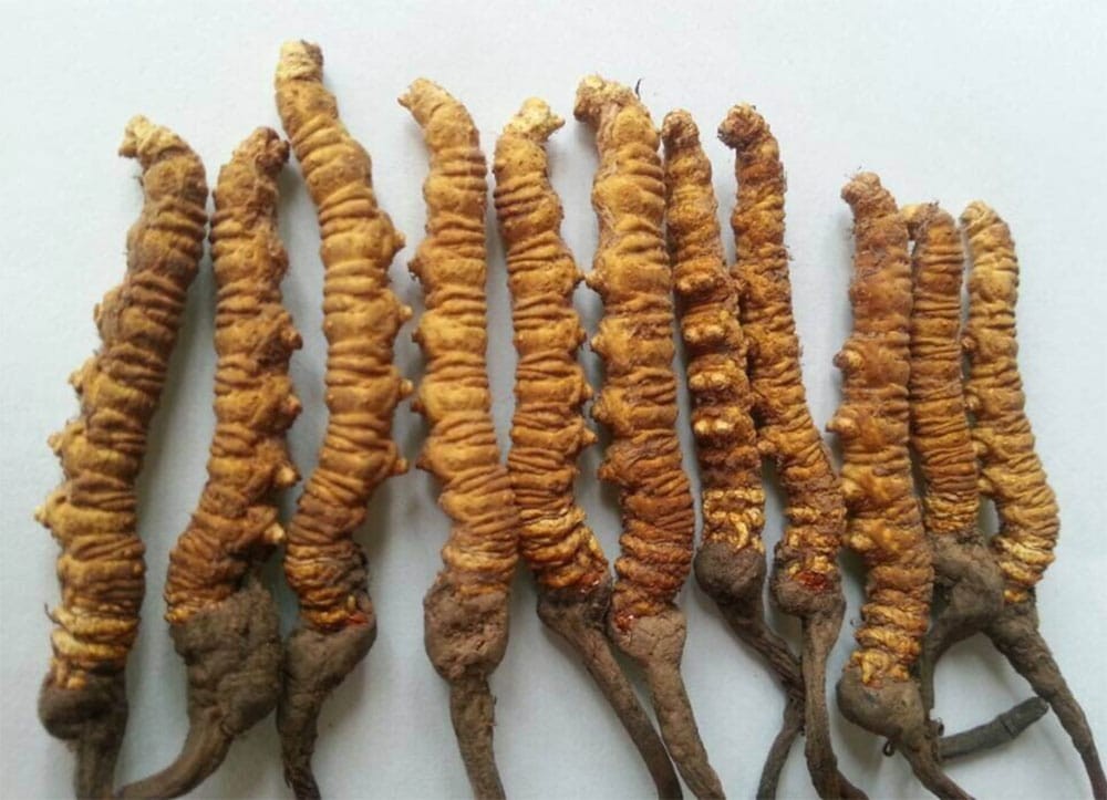 तीन किलो यार्सागुम्बासहित एकजना पक्राउ