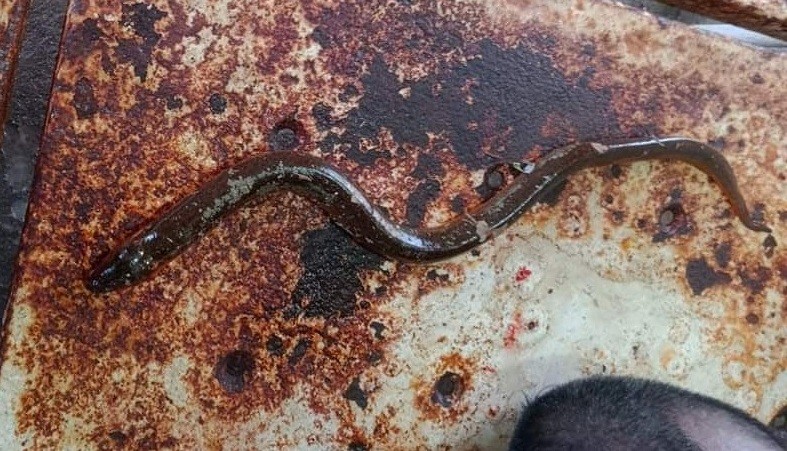 दाङमा अनौठो घटना : बल्छीमा परेको माछा टोकेको केहीबेरमा मृत्यु