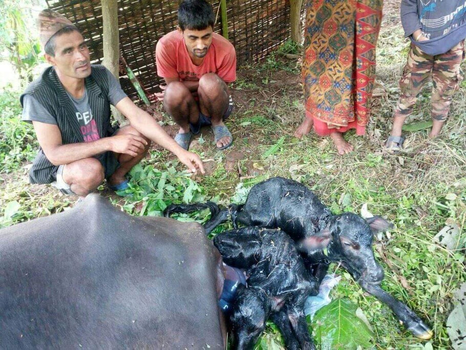 एकै बेतमा दुई वटा पाडी !