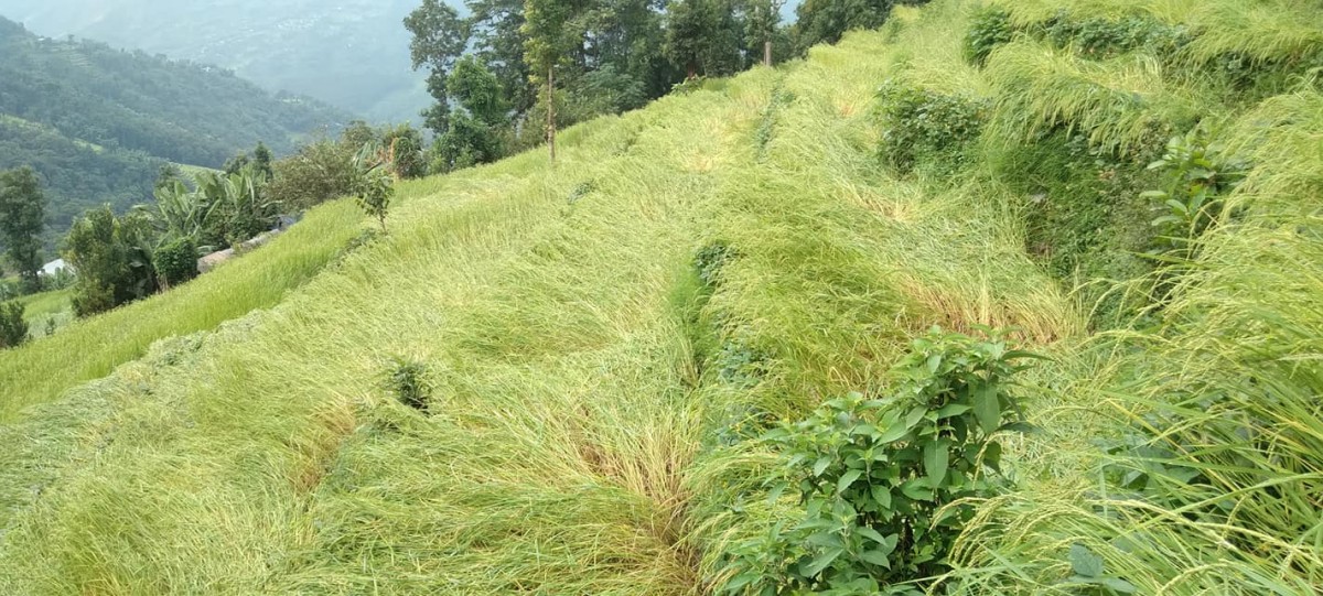 वर्षासँगै चलेको हावाहुरीले वालीनालीमा क्षती