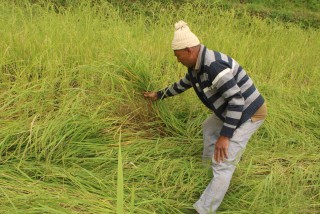 बेमौसमी वर्षाले अन्नवालीमा पुगेको क्षतीको विवरण संकलन गर्दै स्थानीय सरकार