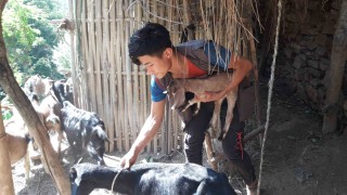 बाख्रा पालनमा रम्दै युवा