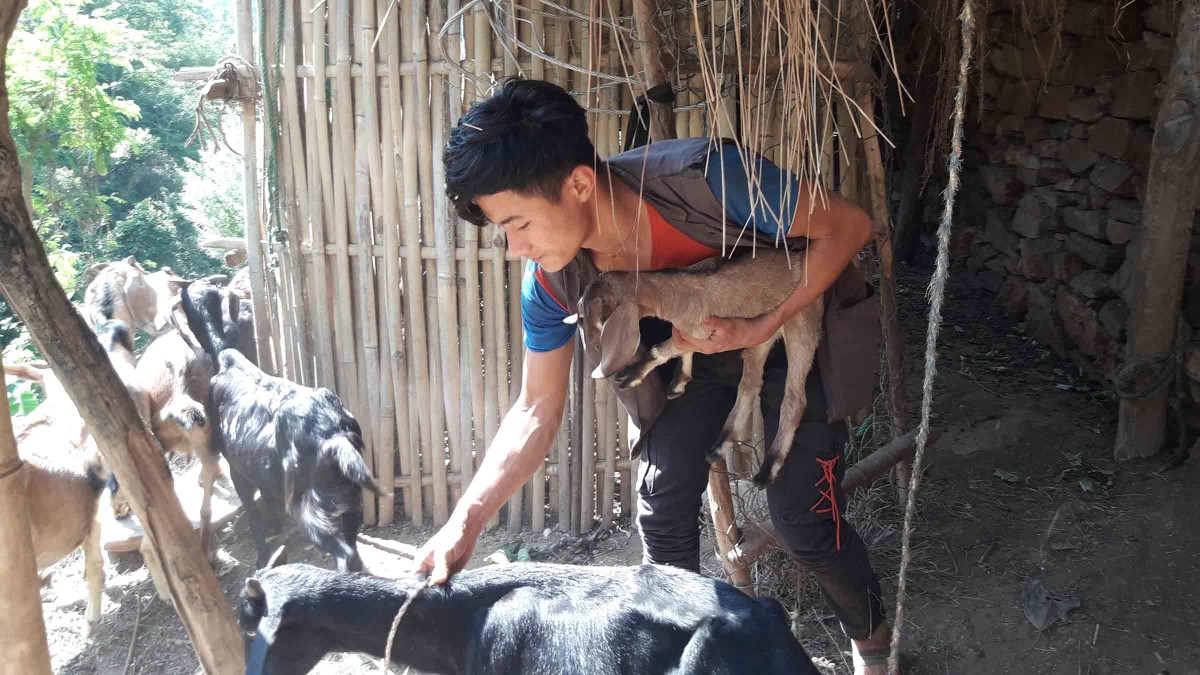 बाख्रा पालनमा रम्दै युवा