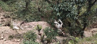 जीप दुर्घटना हुँदा ओखलढुंगामा चार जनाको मृत्यु