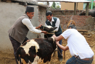 रेविजको आंशकामा दोर्पाचिउरीडाँडाका गाईवस्तुलाई खोप