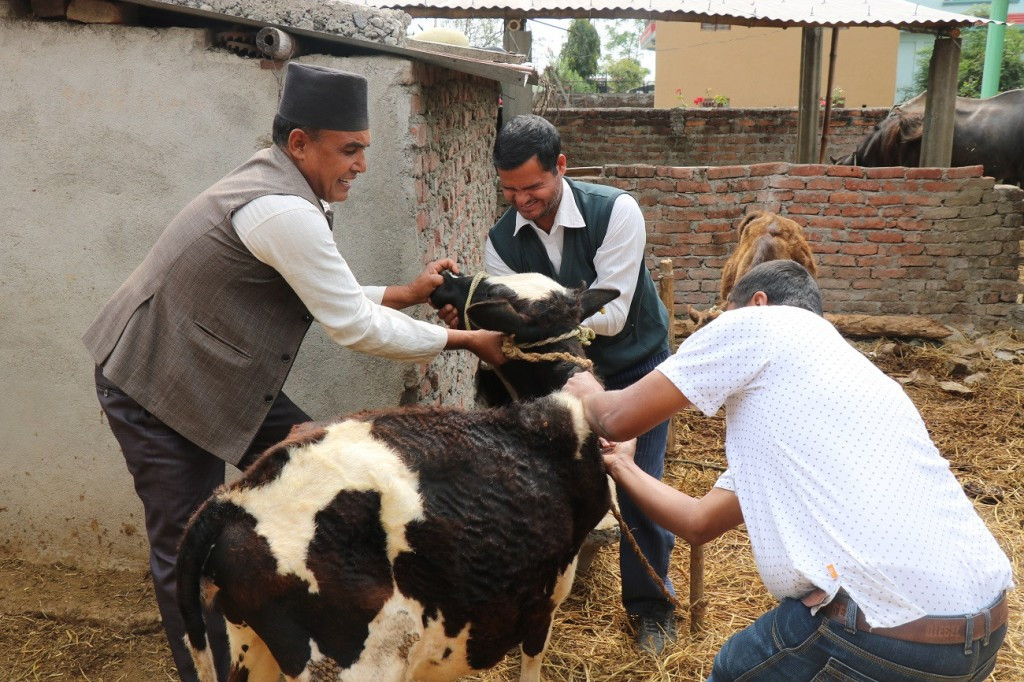 रेविजको आंशकामा दोर्पाचिउरीडाँडाका गाईवस्तुलाई खोप