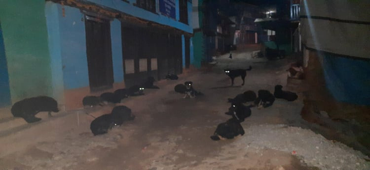 खोटाङ : भ्याक्सिन लगाउन ढिला हुँदा रेबिजबाट ज्यान गुमाउँदै सर्वसाधारण