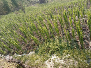 खोटाङ : असिनाले बालीनालीमा क्षती