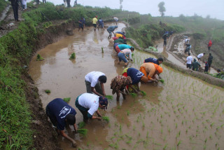 खोटाङमा किसानसँग रोपाई गर्दै मनाइयो धान दिवस
