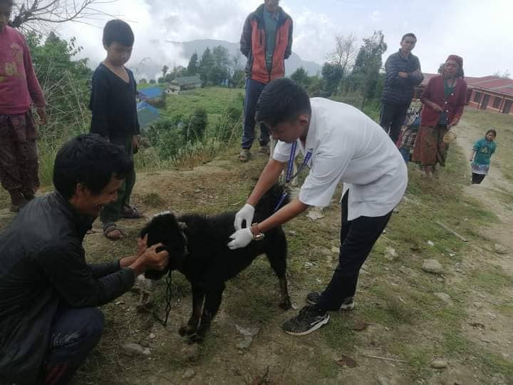 जलेश्वरीका कुकुर र बिरालोलाई रेबिज विरुद्धको खोप
