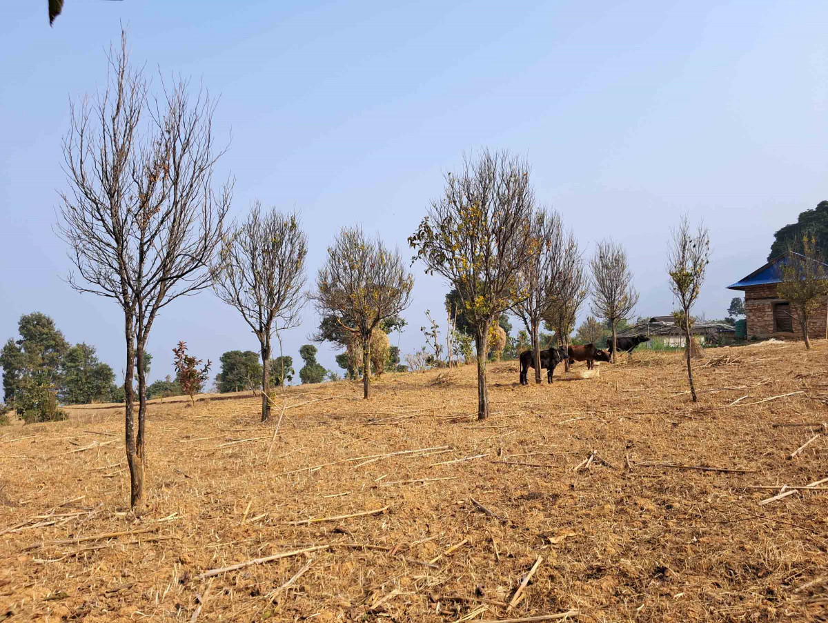 रोगको प्रकोपले रित्तियो लामीडाँडाको सुन्तला बगान Photo.jpg
