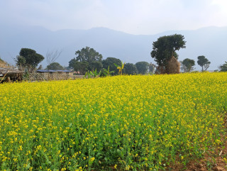 तोरी खेती प्रवर्द्धन  कार्यक्रमले रावाबेँसीमा लहलह तोरी