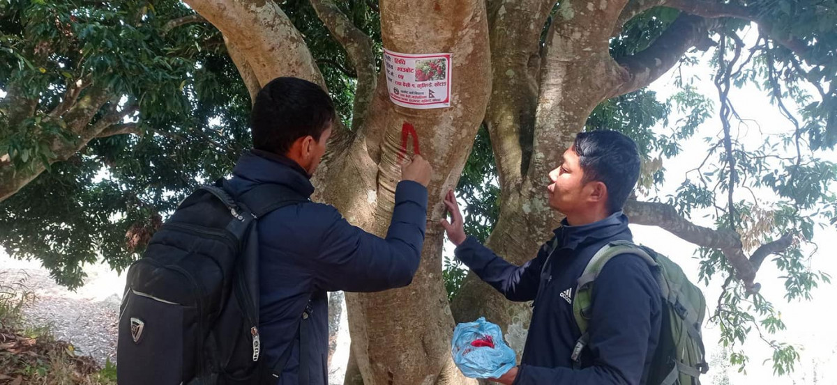 रावाबेँसी गाउँपालिकामा लिचीको माउबोटमा ट्याग