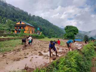 लम्पी स्कीनले गोरु मर्दा रोपाई प्रभावित