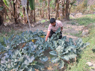 तरकारी खेतीमा वडाध्यक्ष, सब्जी भारी बोकेर पुग्छन् हाट बजार