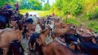 बराहपोखरी गाउँपालिकाबाट एक करोड ७५ लाखको खसी निर्यात