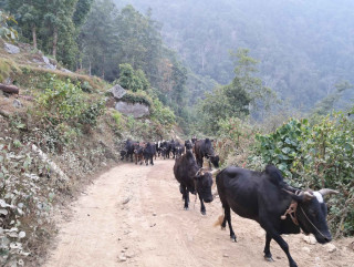 गोरु काटमारः स्वतन्त्रता कि कानून उल्लंघन ?