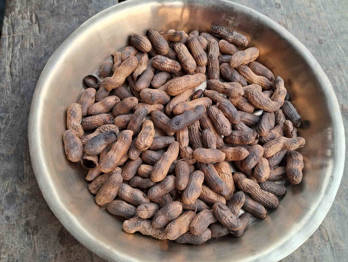 peanut production at halesi (ii).jpg