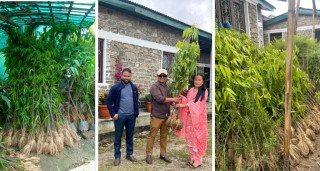 साकेला गाउँपालिकाः हरित पालिका निर्माणका लागि वृक्षरोपण अभियान